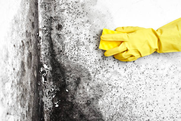 Best Toxic Mold Removal  in Kannapolis, NC