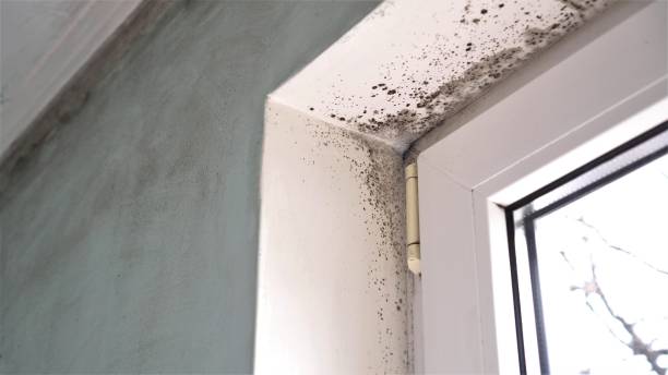 Best Affordable Mold Removal  in Kannapolis, NC