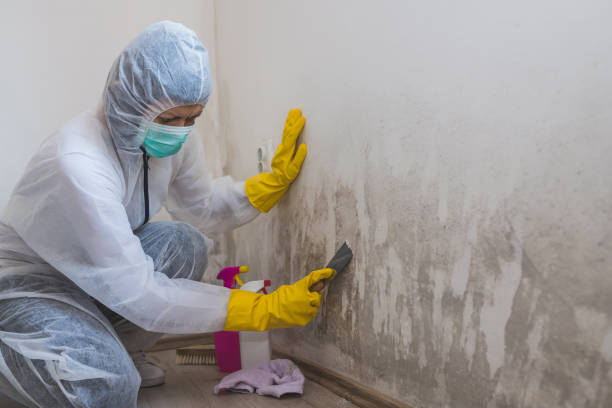 Best Black Mold Removal  in Kannapolis, NC