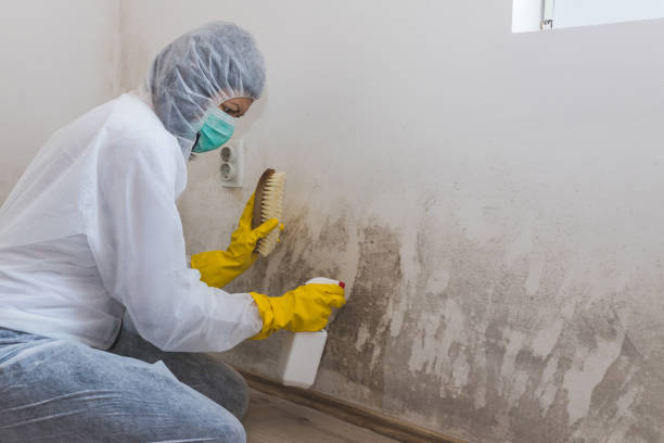 Certified Mold Removal in Kannapolis, NC