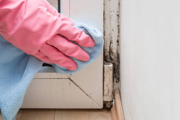 Mold Testing and Removal in Kannapolis, NC